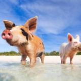 Koh Madsum (Pig Island) – swim, relax, meet the pigs