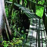 Highlands Hammock State Park