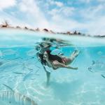 Bluedream Diving & Snorkeling