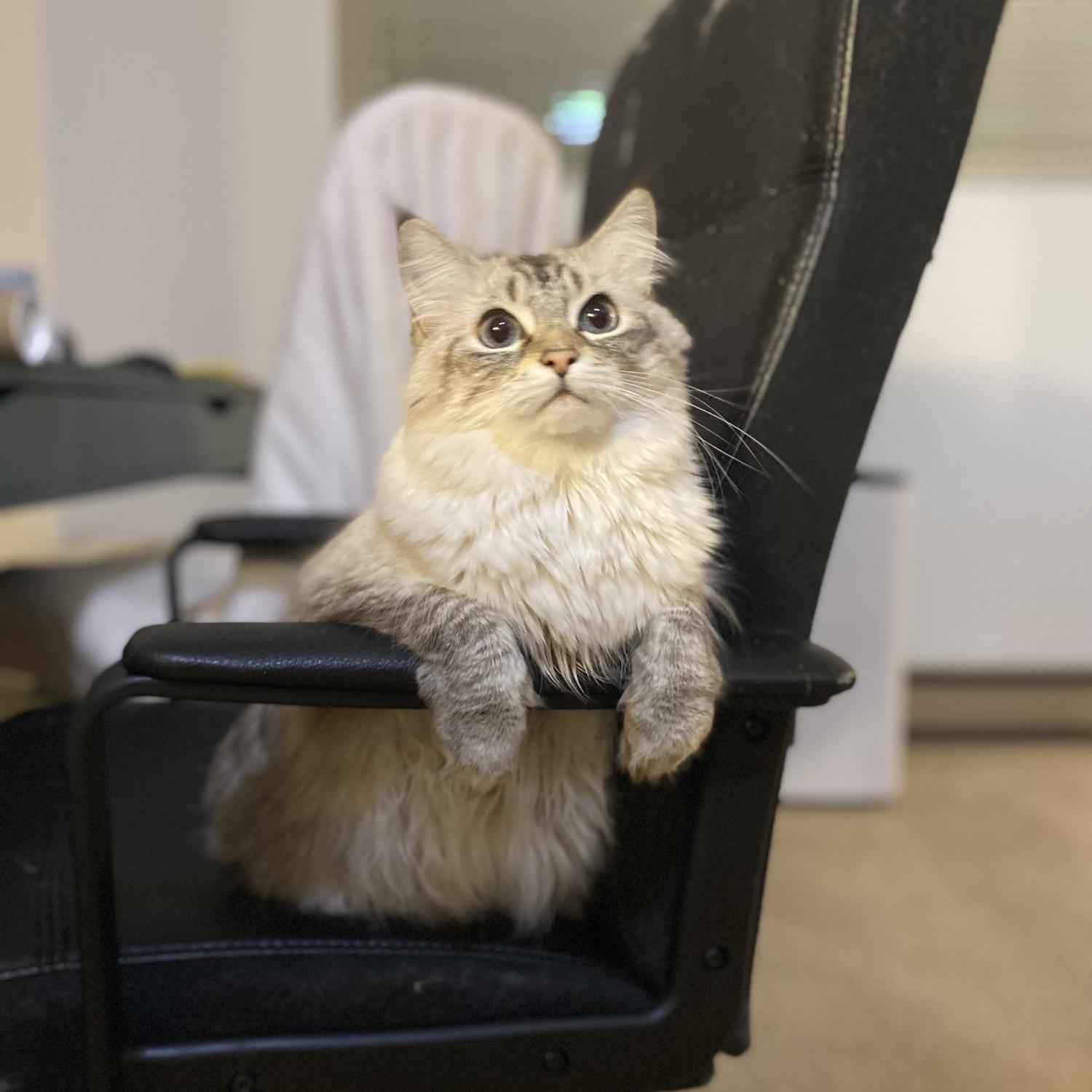 Our beautiful child, Pippin