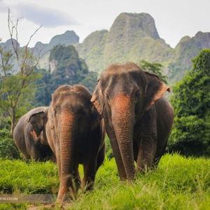 Elephant Experience in Thailand