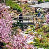 Japanese Friendship Garden of Phoenix