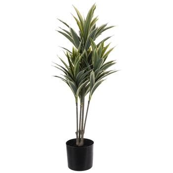 Dracaena Plant In Black Pot
