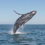Capt. Dave's Dana Point Dolphin & Whale Watching Safari