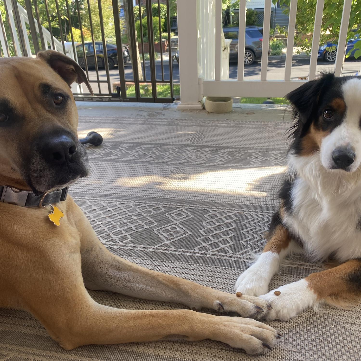 Our boys, Phoenix and Jack.