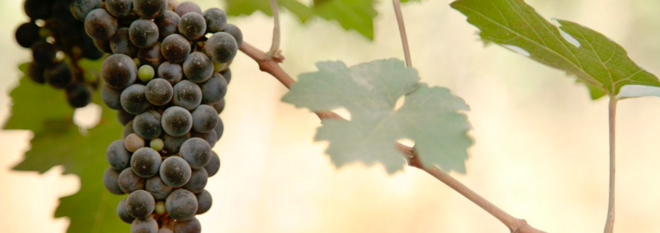 The Wedding Website of Annie McLeod and Brian Hassing