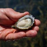 Maine Oyster Trail