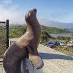 The Marine Mammal Center