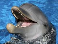Gulfarium