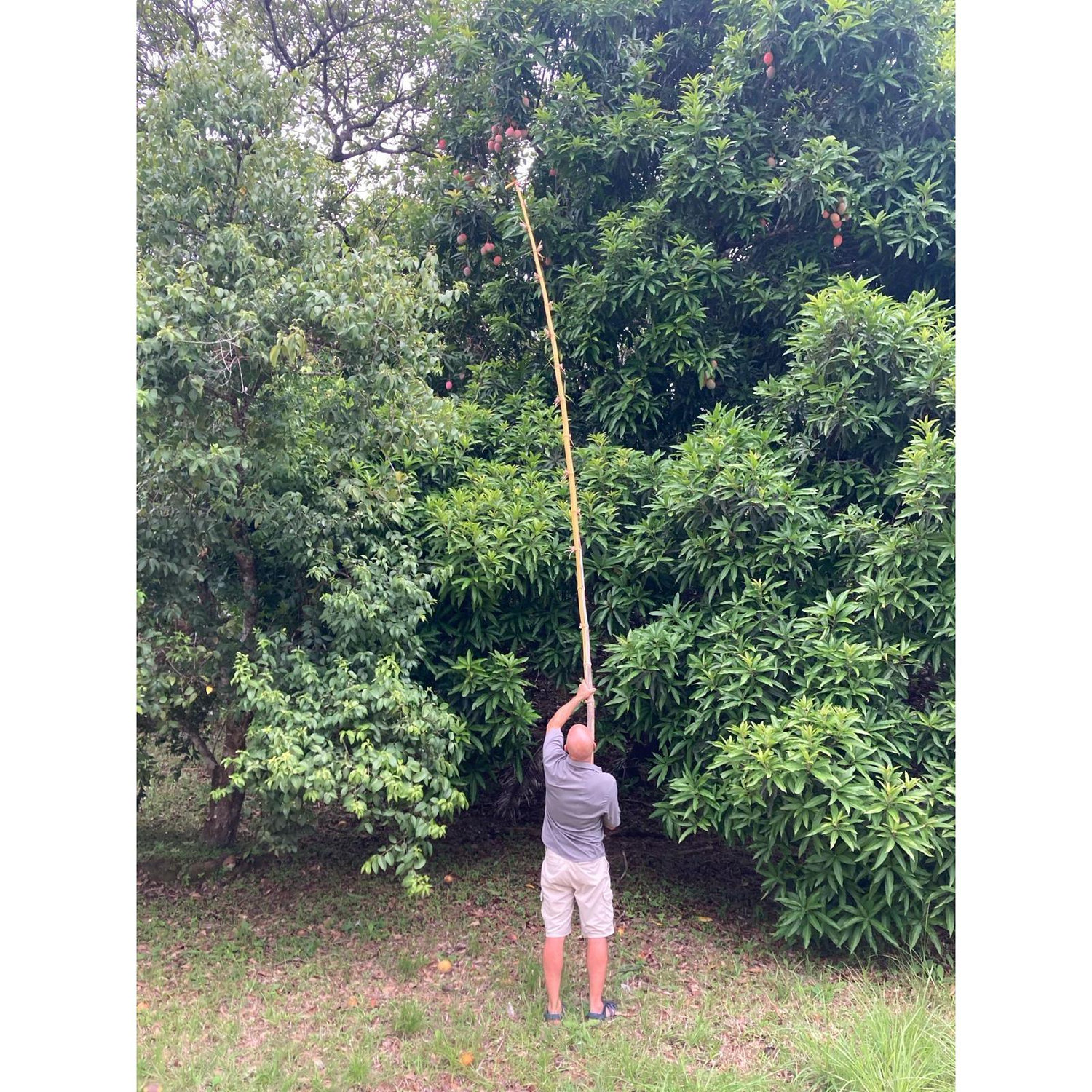 Picking mangoes!