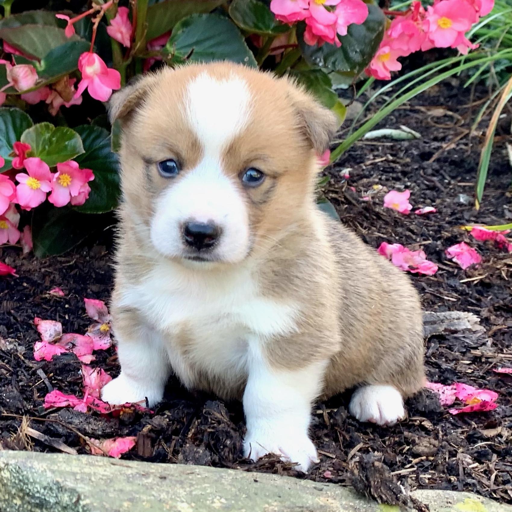 Our Corgi Fund