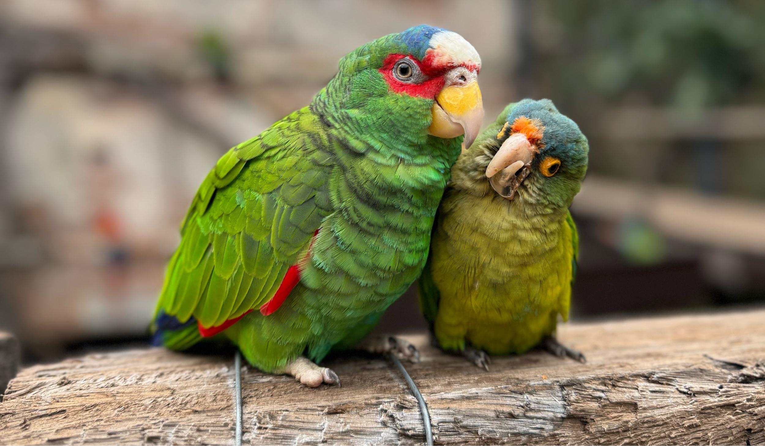 The Wedding Website of Joshua Turner and Sabrina Hamdan Shepard