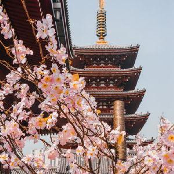 Tokyo Japan Trip Fund 🌸