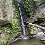 The Forest of Nisene Marks State Park