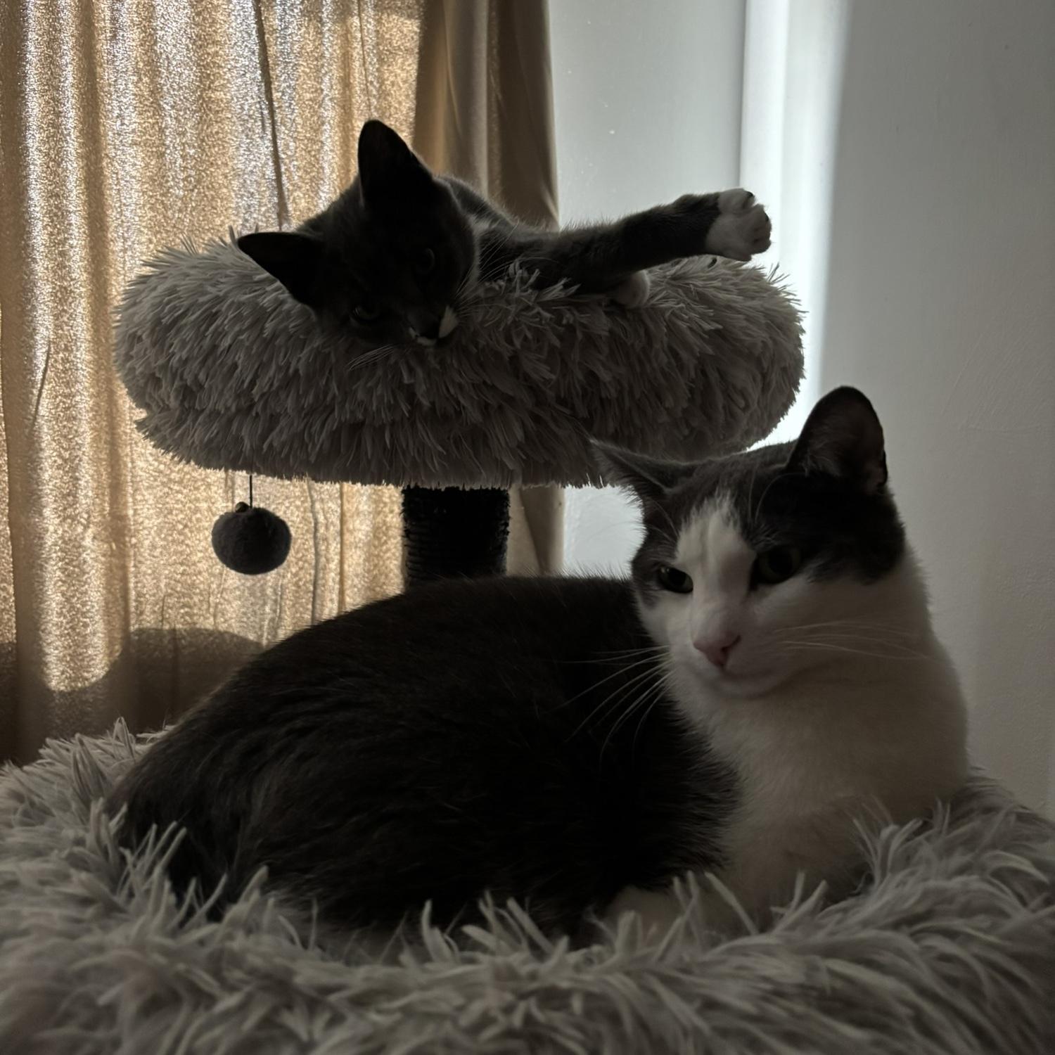 Our fur babies! 

Hades & Mitten