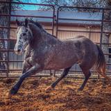 Northcrest Equestrian Training Complex