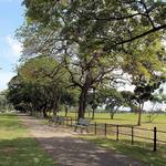 Queen's Park Savannah