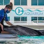 Clearwater Marine Aquarium