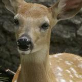 FAWN-DOE-ROSA Wildlife