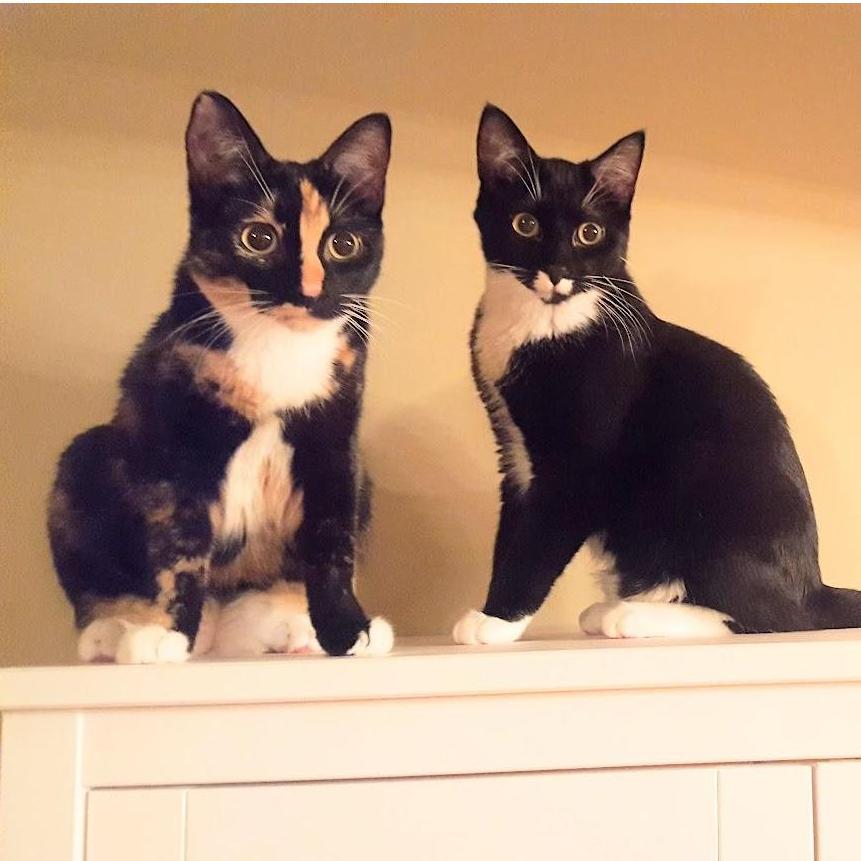 The apples of our eyes
Louise Bonita Biscuits (left)
Charlie Guapo Gravy (right).  They even share a birthday with Rachel :)