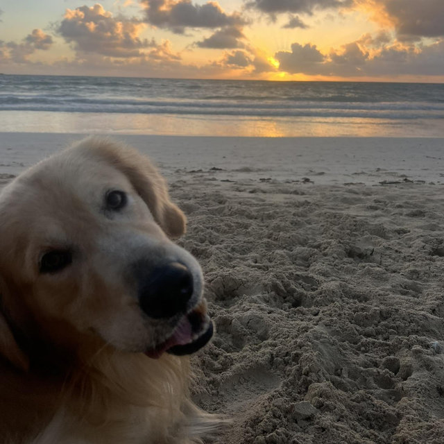 Pet Sitter While on Honeymoon
