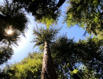 Montgomery Woods State Reserve