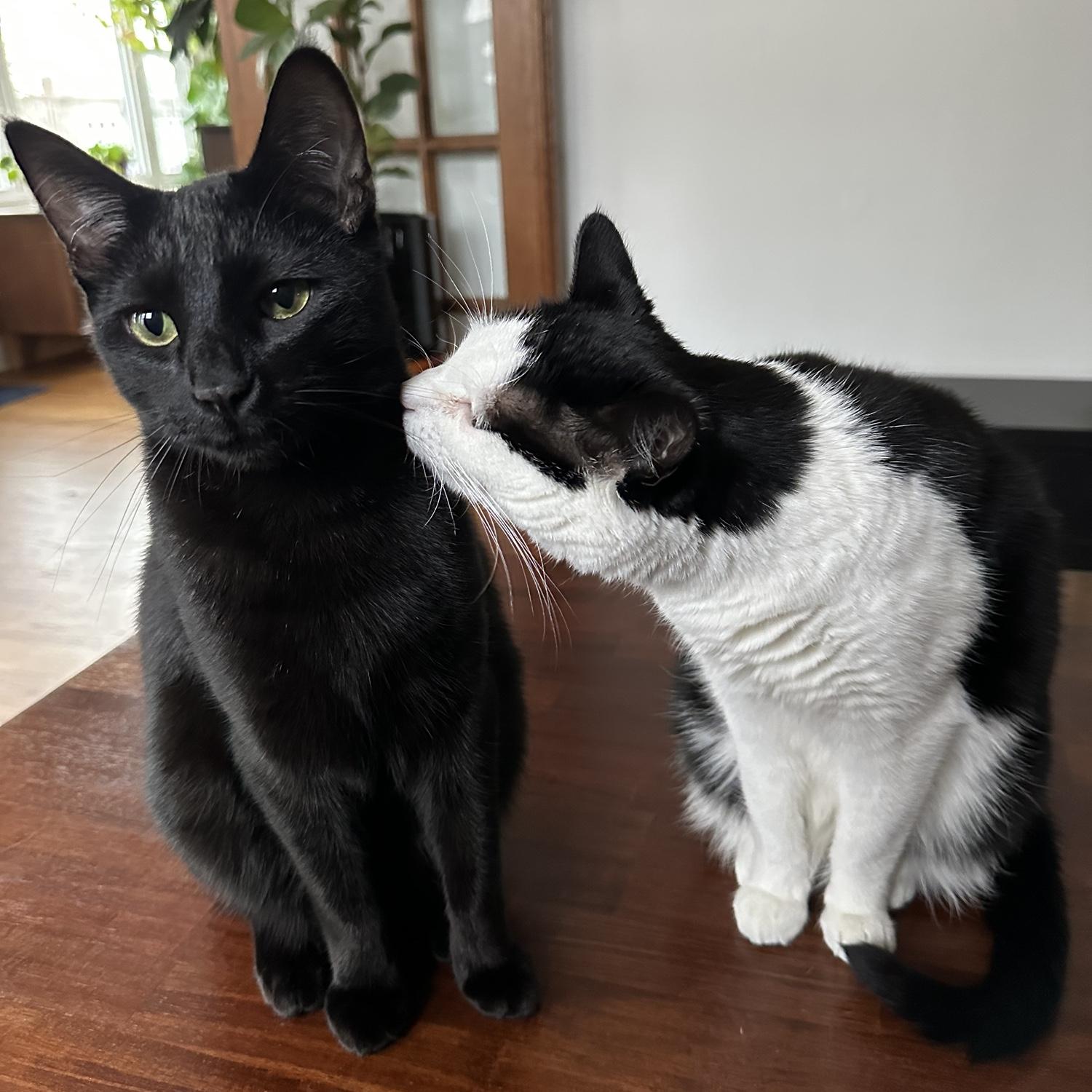 Norbert & Lemon