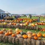 Fall Festival at Magnolia Meadow Farms