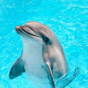 Swimming with Dolphins on Our Honeymoon