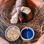 Snug Harbor Farm