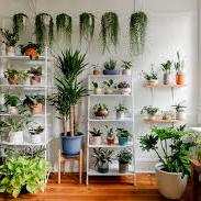 Lillie’s house plants