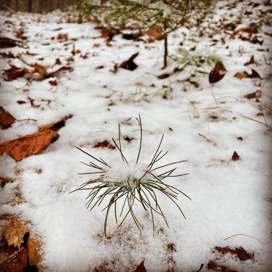 The baby tree picture
