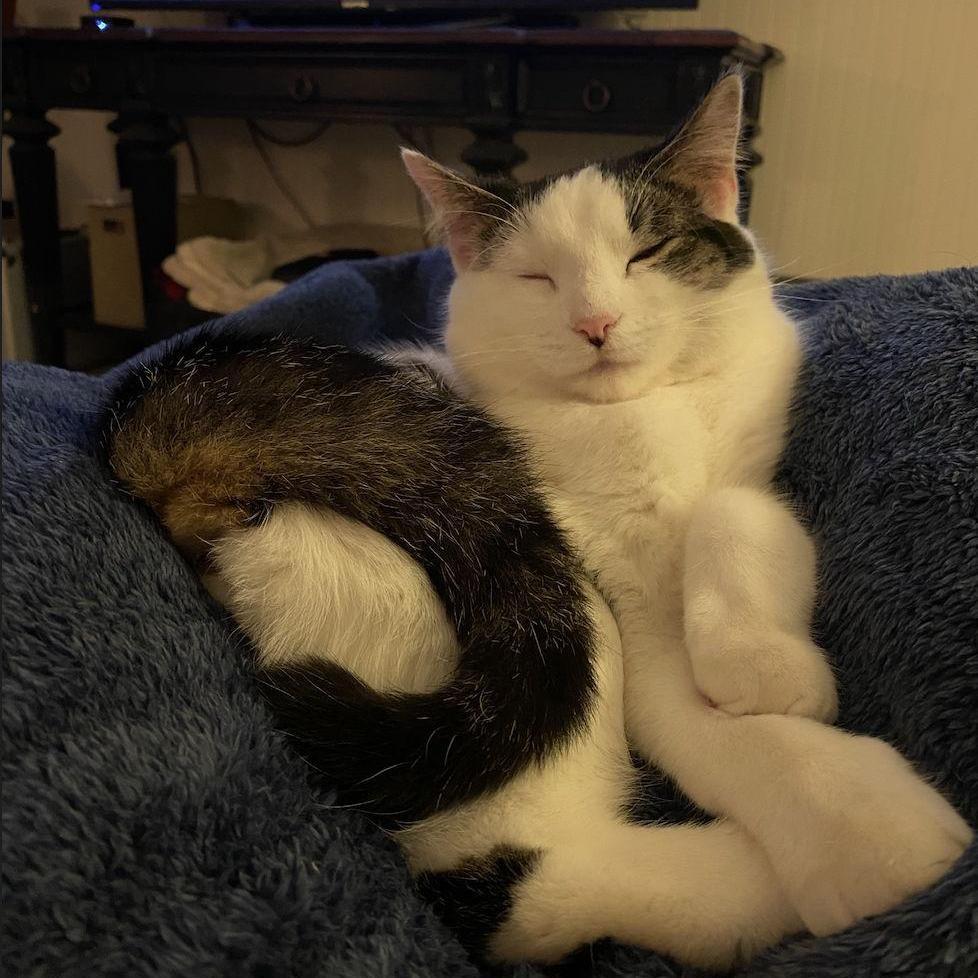 Next came Curly....(we are still wondering how we ended up with 2 cats)