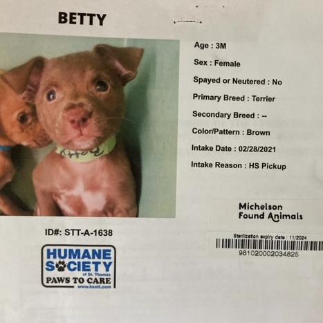 Donation to The Humane Society of St. Thomas, USVI