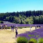 Pelindaba Lavender Farm