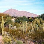Desert Botanical Garden