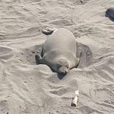Elephant Seal Vista Point