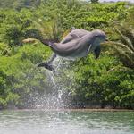 Dolphin Cove Ocho Rios