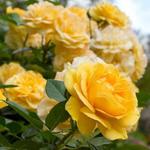 The Huntington Library, Art Museum, and Botanical Gardens