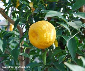 Yuzu Tree & Pot