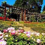 Berkeley Rose Garden
