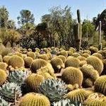 Desert Botanical Garden