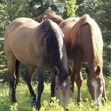 Bear Mountain Stables