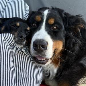 Pet Hotel/Sitter For Our Honeymoon