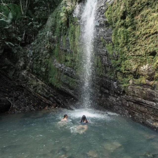 Guided Rainforest Tour