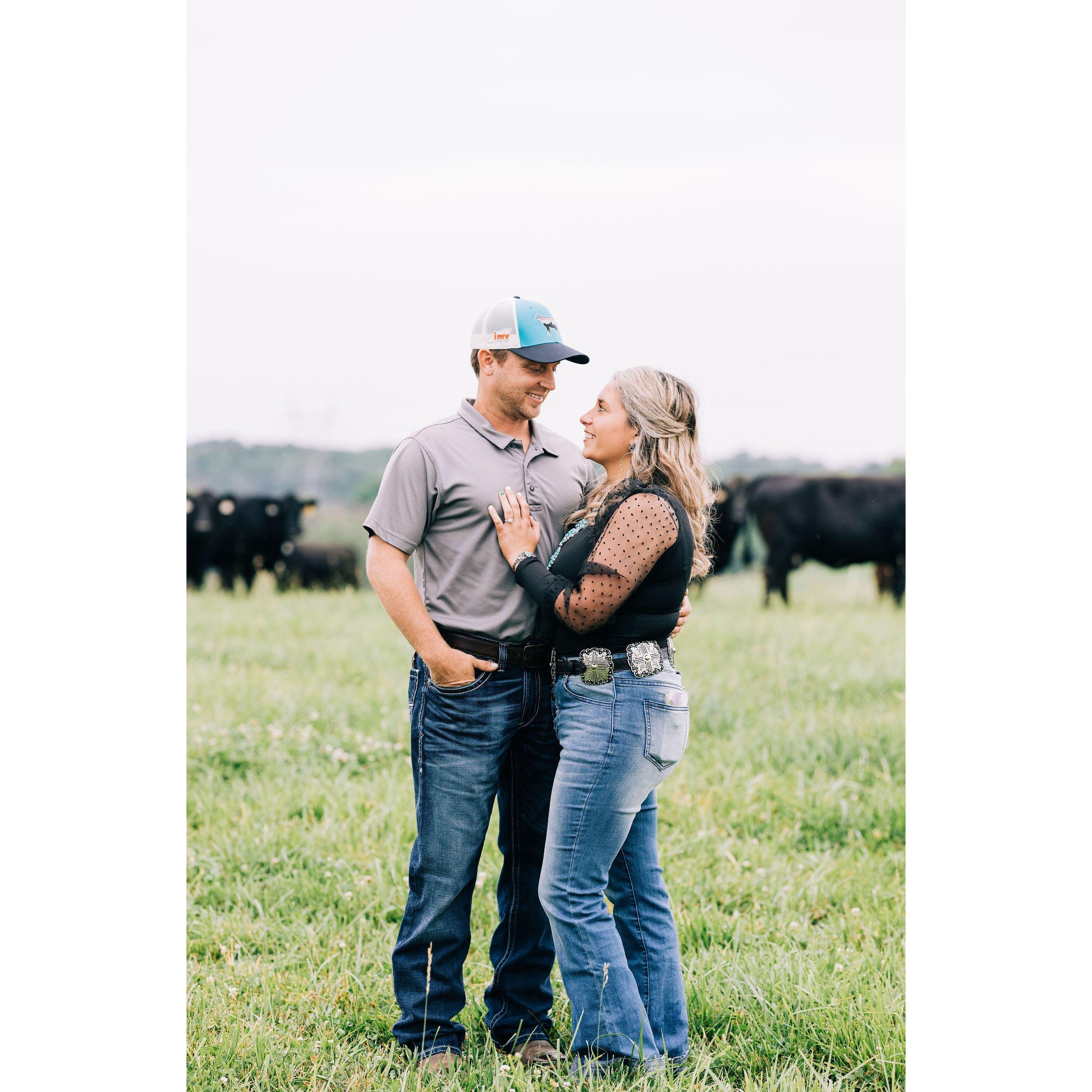 David's ideal engagement photos with me and cows.
