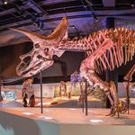 Houston Museum of Natural Science