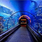 Shark Reef Aquarium at Mandalay Bay