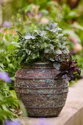 Barnacle Banded Olive Jar Planter