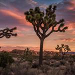 Joshua Tree National Park
